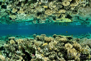 Reef Reflection by Julian Cohen 